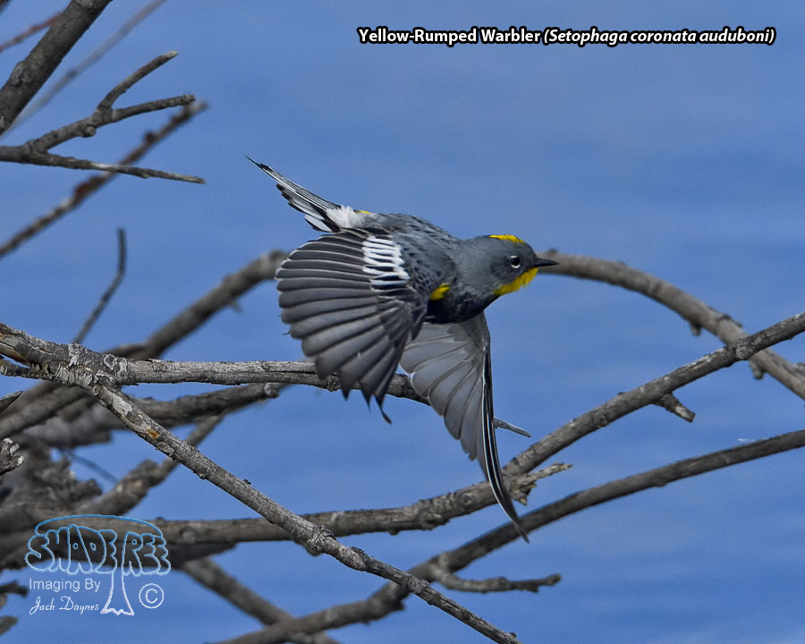 Yellow-Rumped Warbler - Setophaga coronata auduboni