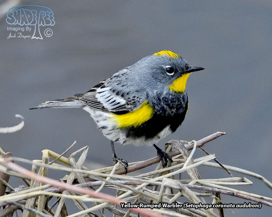 Yellow-Rumped Warbler - Setophaga coronata auduboni