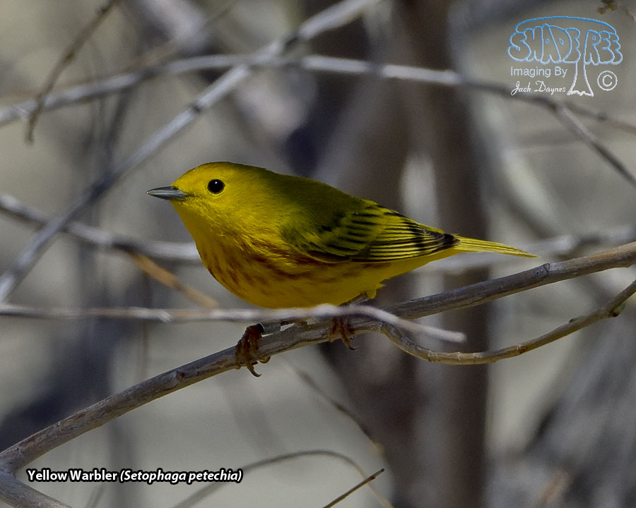 Yellow Warbler - Setophaga petechia