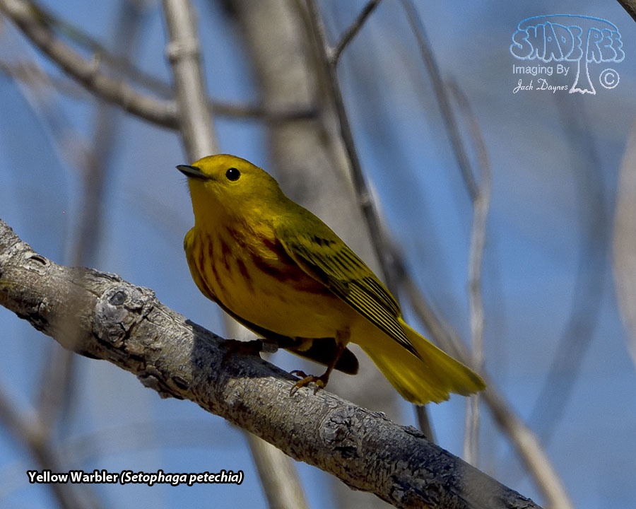 Yellow Warbler - Setophaga petechia