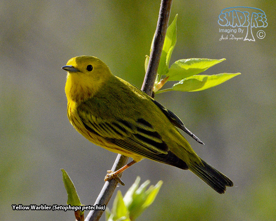 Yellow Warbler - Setophaga petechia