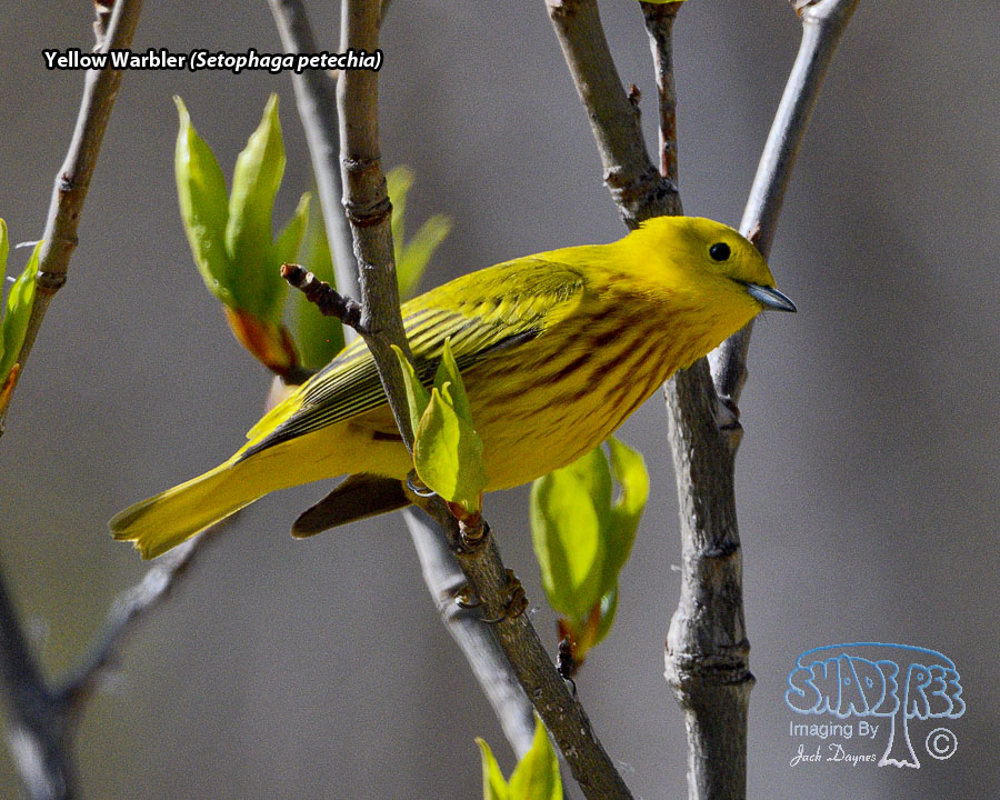 Yellow Warbler - Setophaga petechia