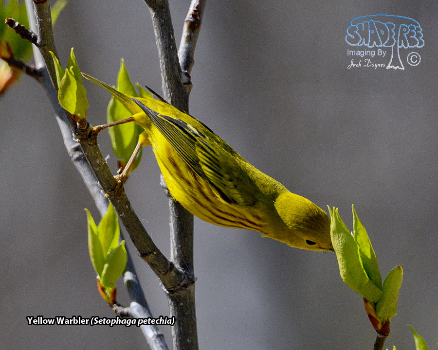 Yellow Warbler - Setophaga petechia