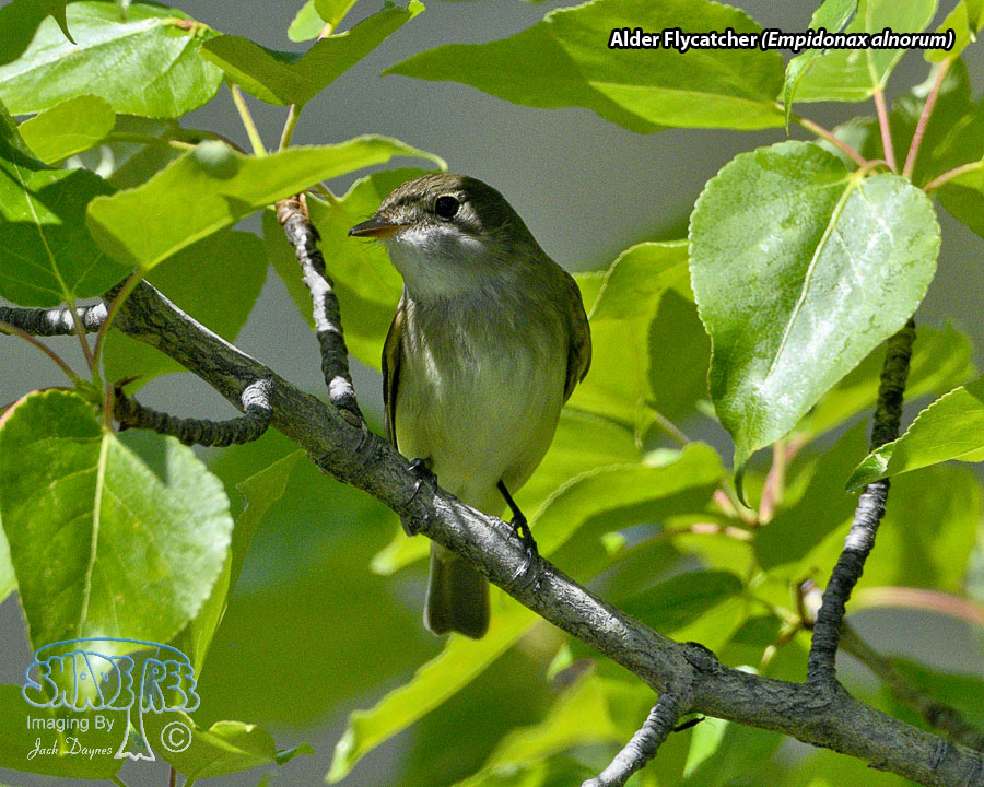 Alder Flycatcher - Empidonax alnorum