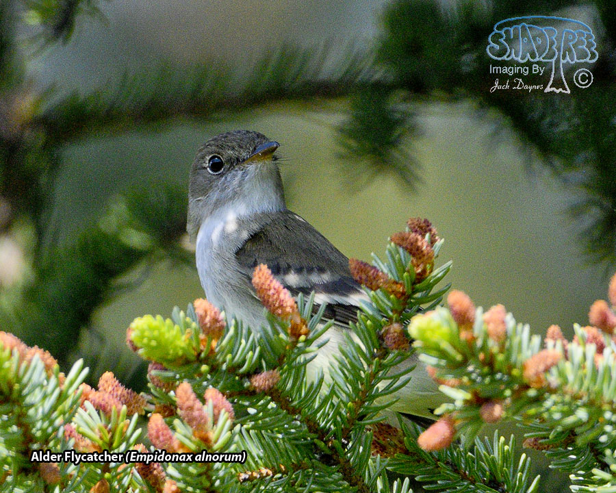 Alder Flycatcher - Empidonax alnorum