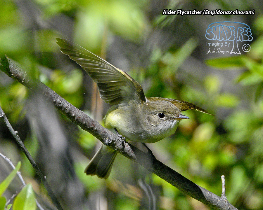 Alder Flycatcher - Empidonax alnorum