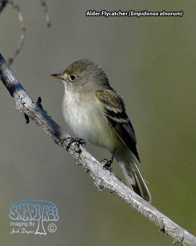 Alder Flycatcher - Empidonax alnorum