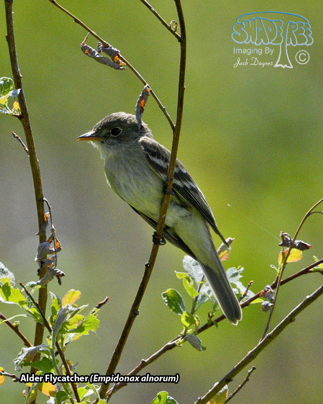 Alder Flycatcher - Empidonax alnorum