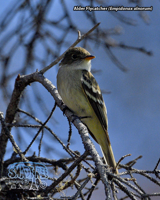 Alder Flycatcher - Empidonax alnorum