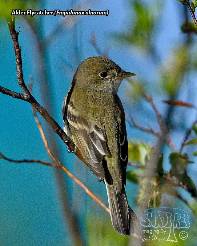Alder Flycatcher - Empidonax alnorum