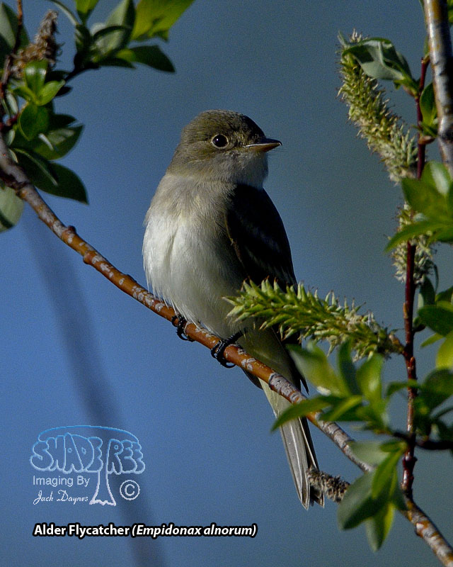 Alder Flycatcher - Empidonax alnorum