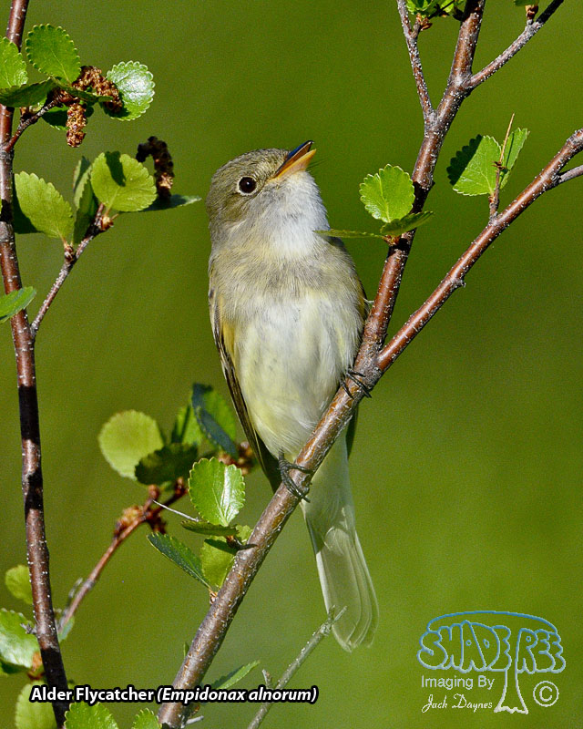 Alder Flycatcher - Empidonax alnorum