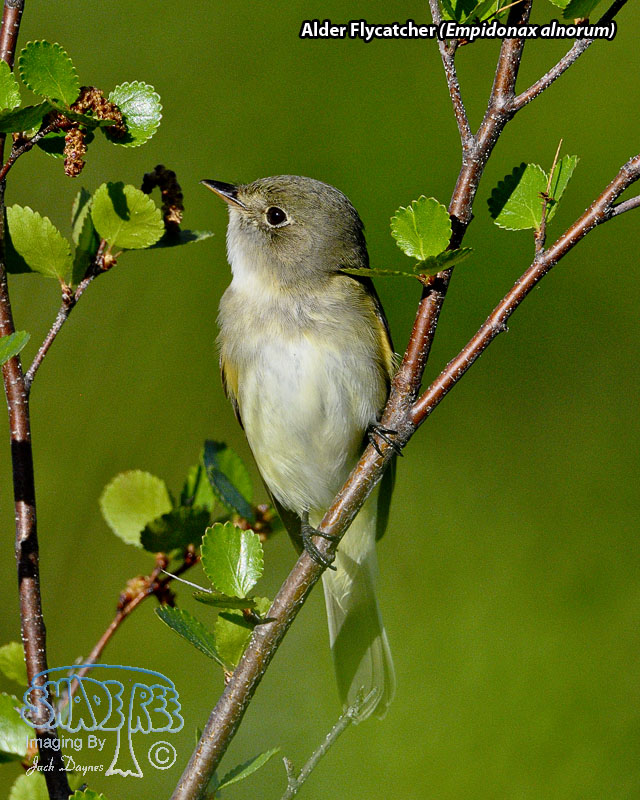 Alder Flycatcher - Empidonax alnorum