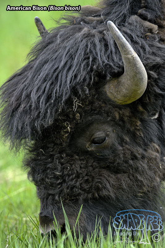 American Bison - Bison bison