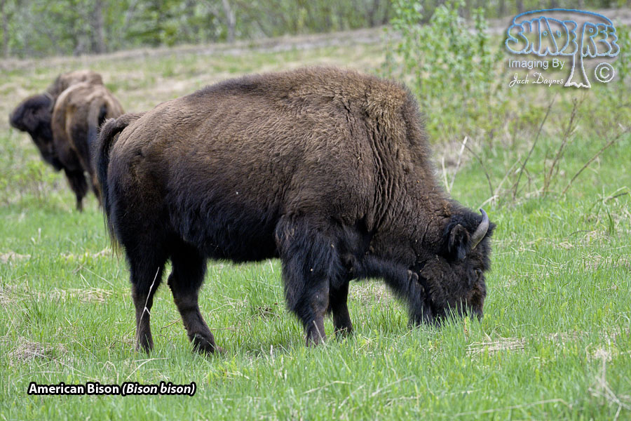 American Bison - Bison bison