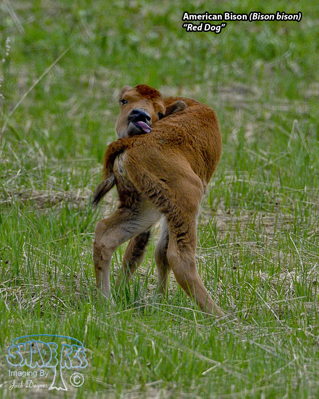 American Bison - Bison bison