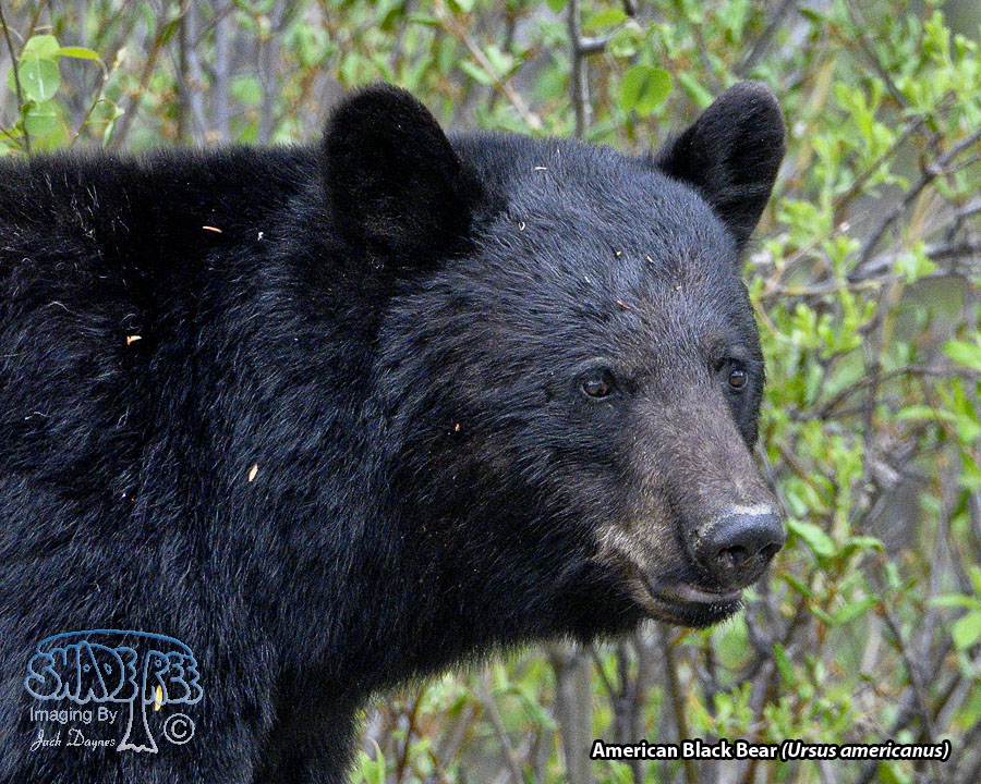 American Black Bear - Ursus americanus