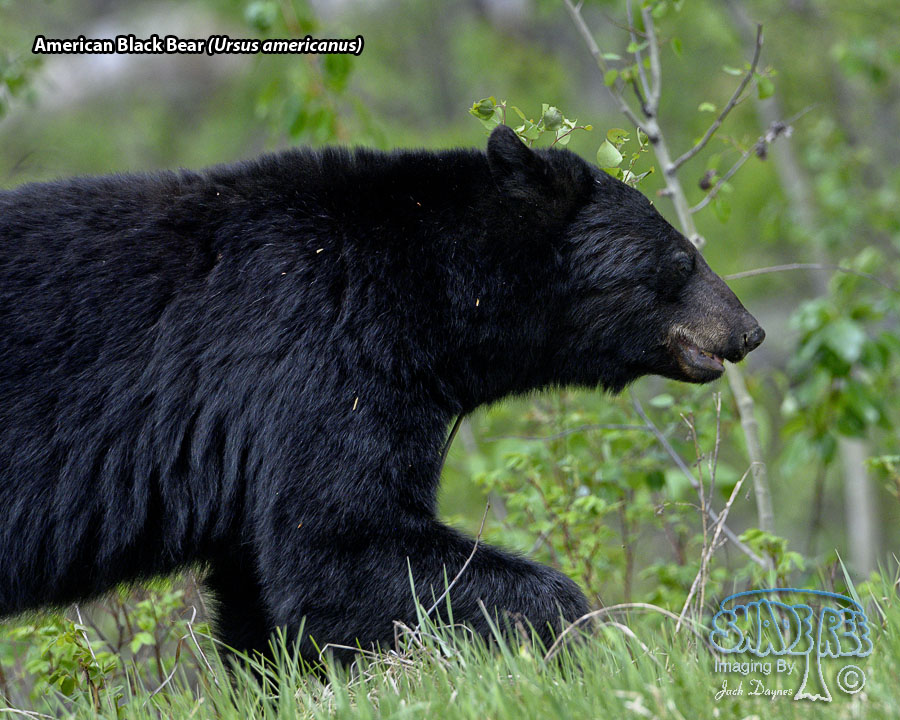 American Black Bear - Ursus americanus