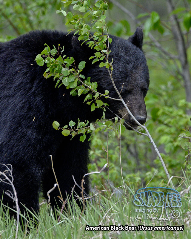 American Black Bear - Ursus americanus