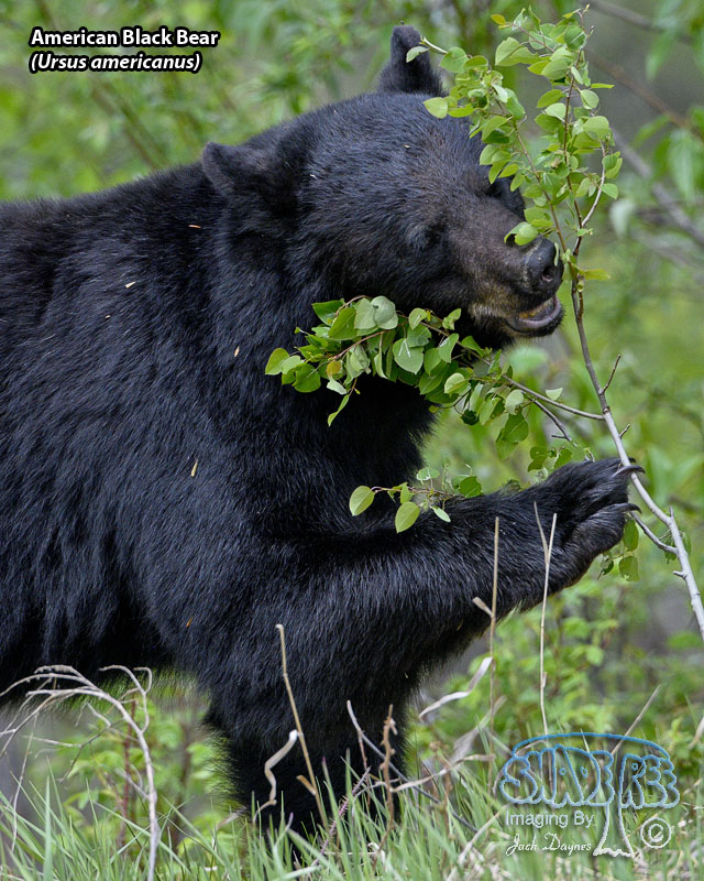 American Black Bear - Ursus americanus