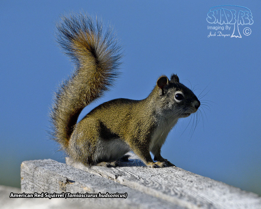 American Red Squirrel - Tamiasciurus hudsonicus
