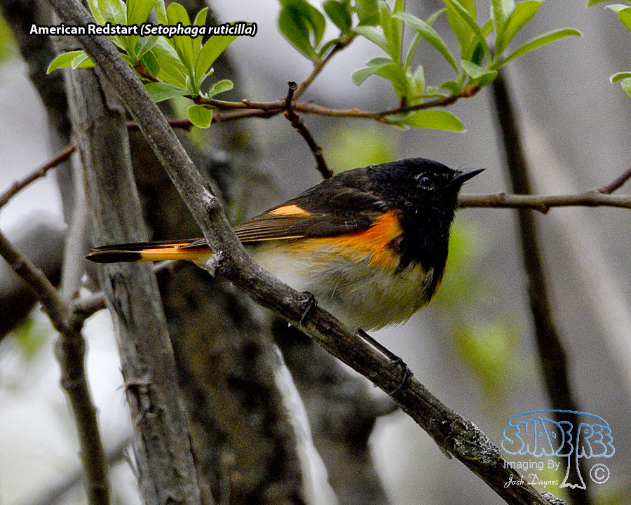 American Redstart - Setophaga ruticilla