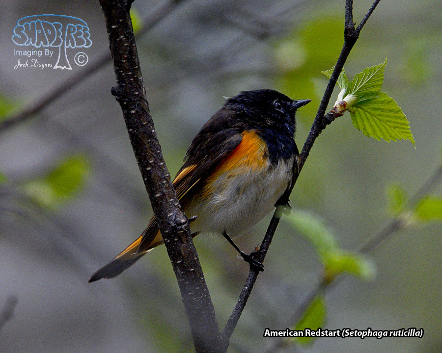 American Redstart - Setophaga ruticilla