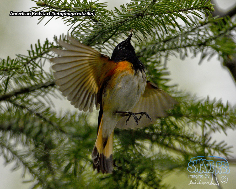 American Redstart - Setophaga ruticilla