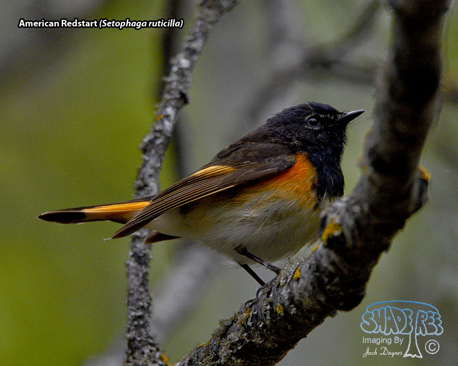 American Redstart - Setophaga ruticilla