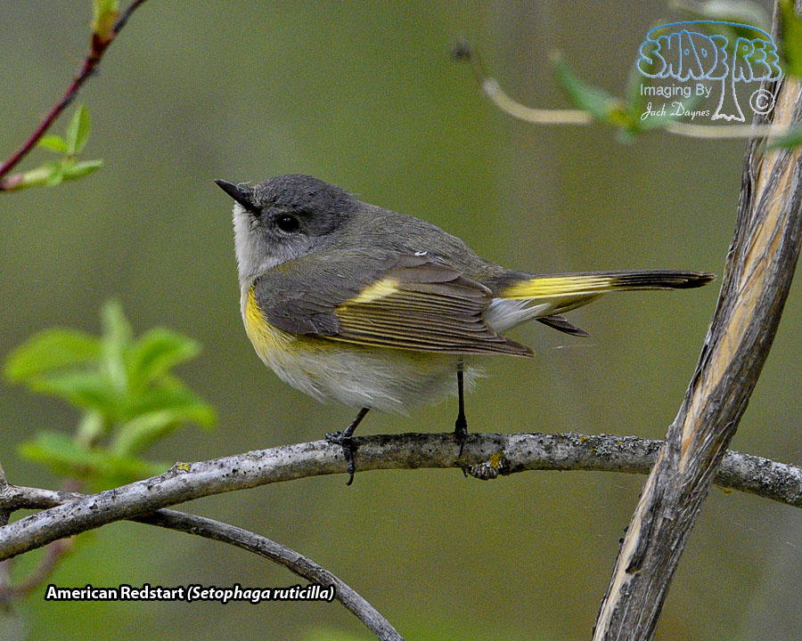 American Redstart - Setophaga ruticilla