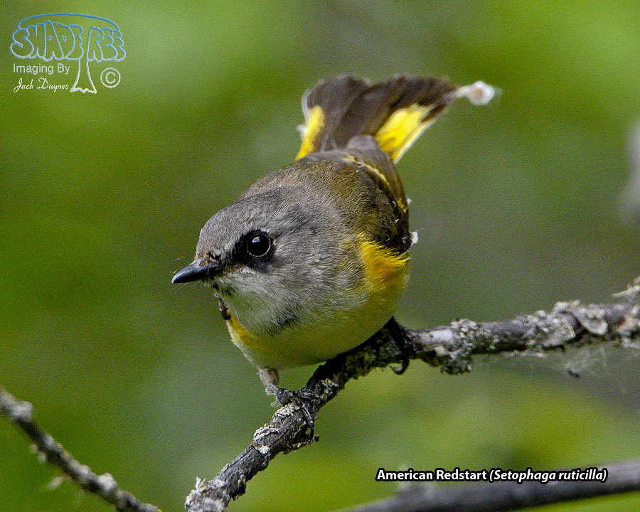 American Redstart - Setophaga ruticilla