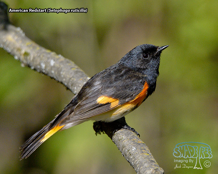 American Redstart - Setophaga ruticilla