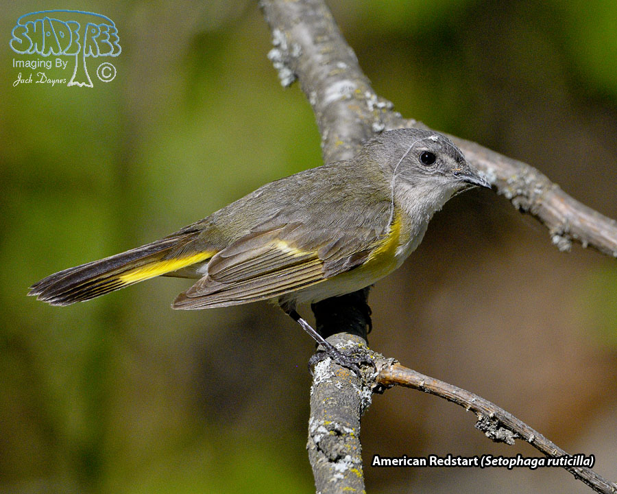American Redstart - Setophaga ruticilla