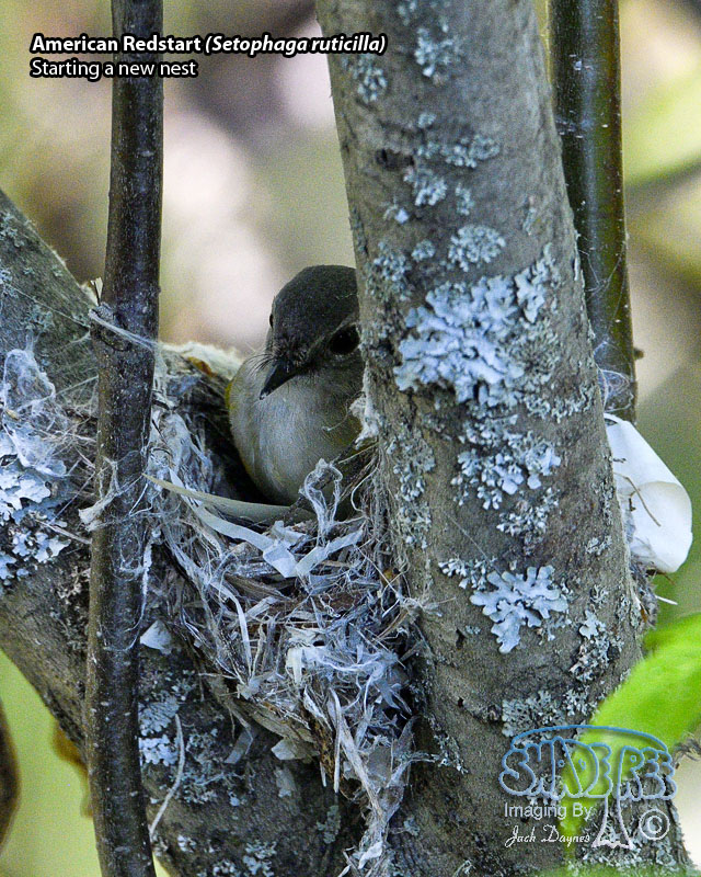 American Redstart - Setophaga ruticilla