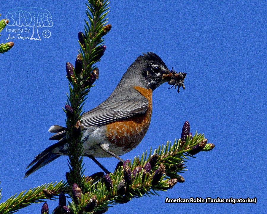 American Robin - Turdus migratorius