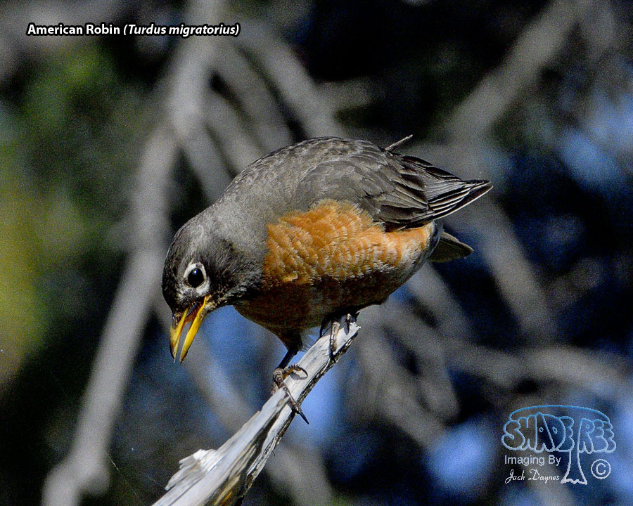 American Robin - Turdus migratorius