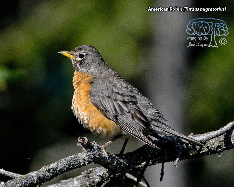 American Robin - Turdus migratorius