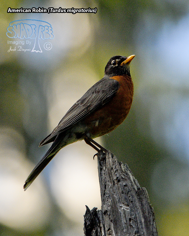 American Robin - Turdus migratorius