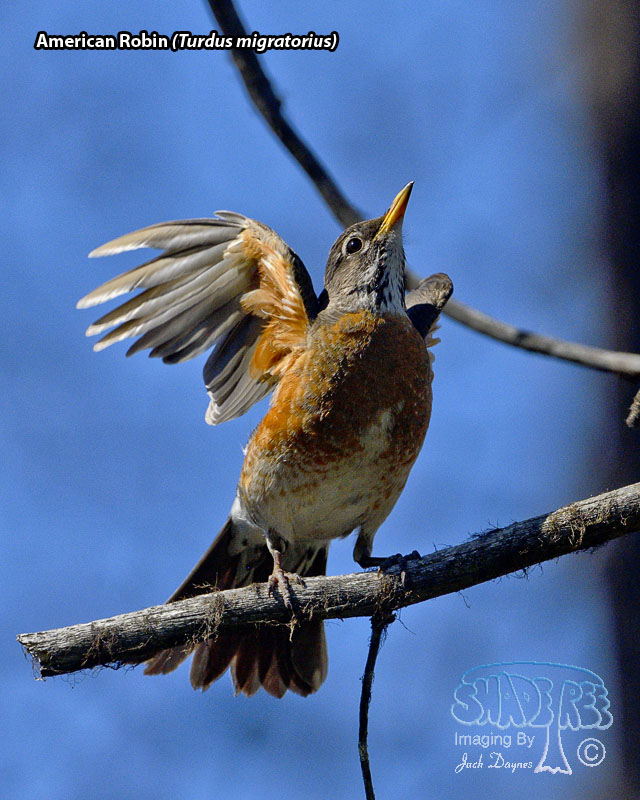 American Robin - Turdus migratorius