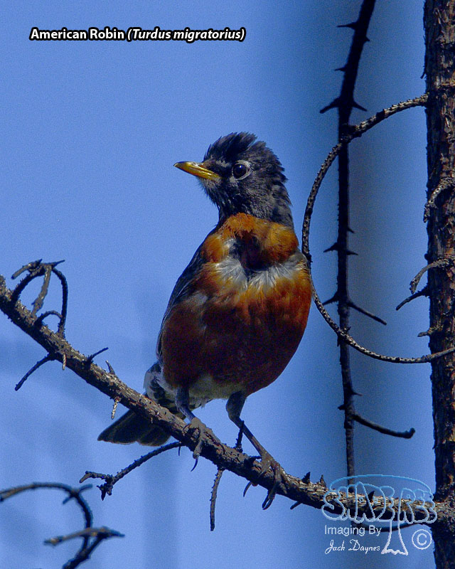 American Robin - Turdus migratorius