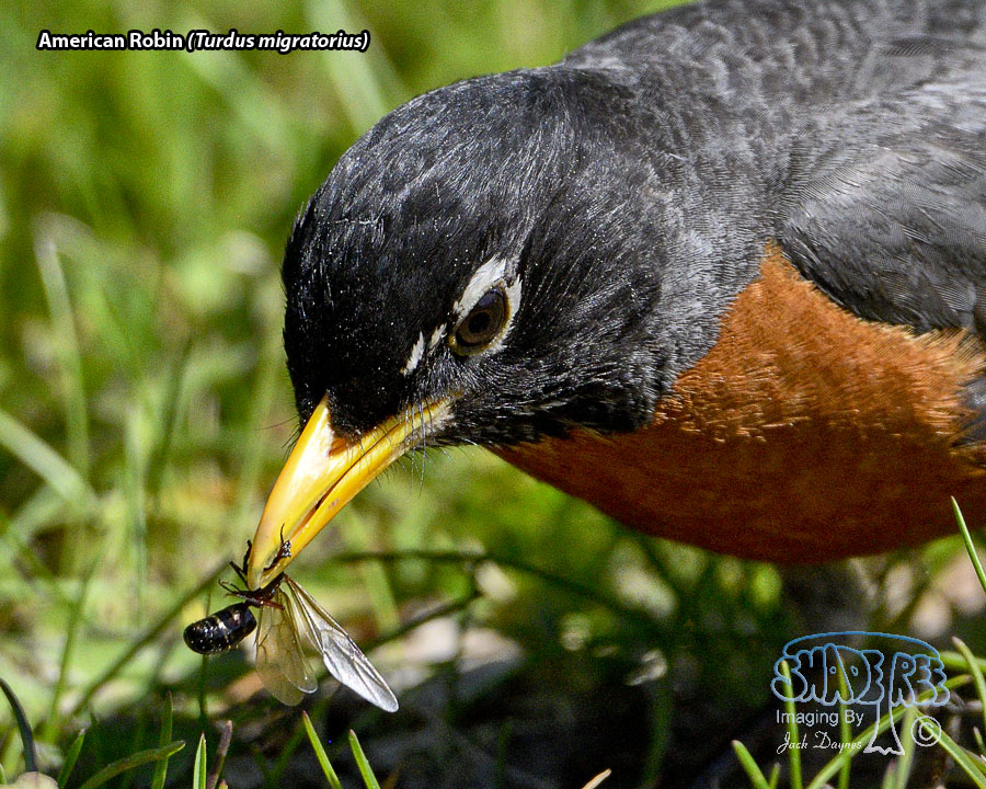 American Robin - Turdus migratorius