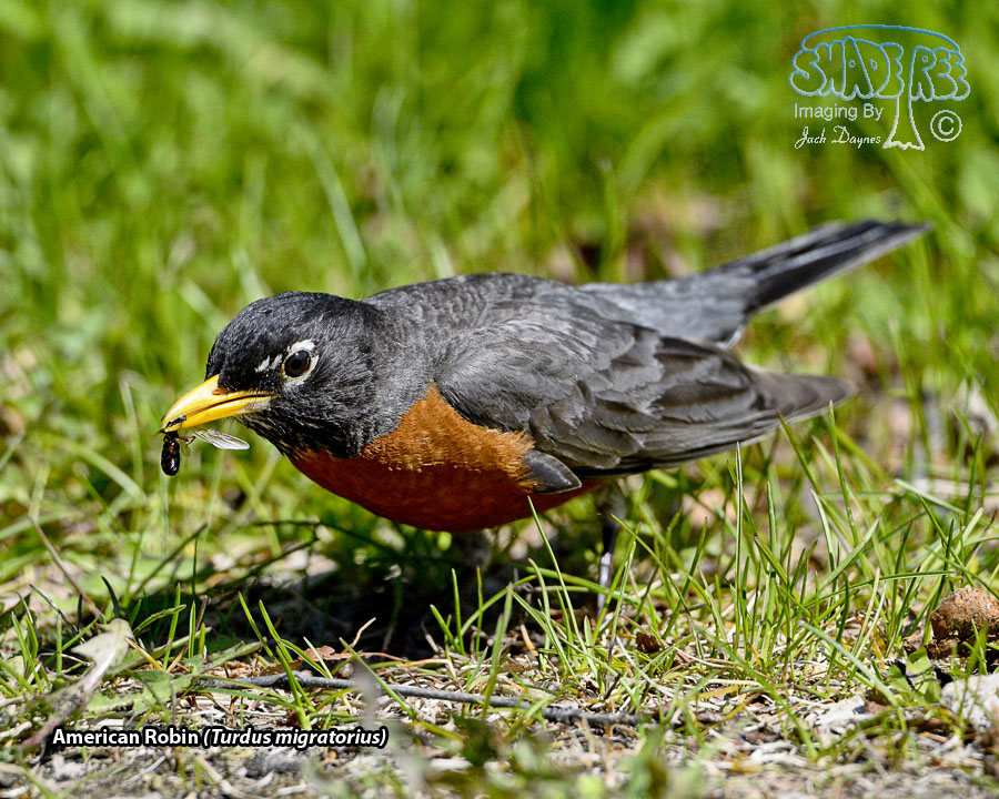 American Robin - Turdus migratorius