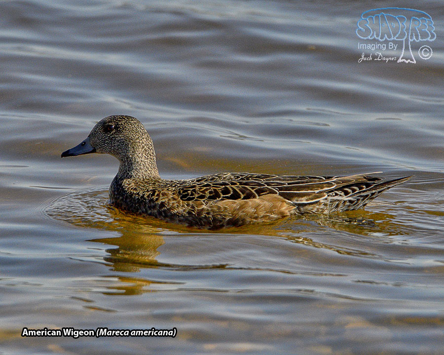 American Wigeon - Mareca americana