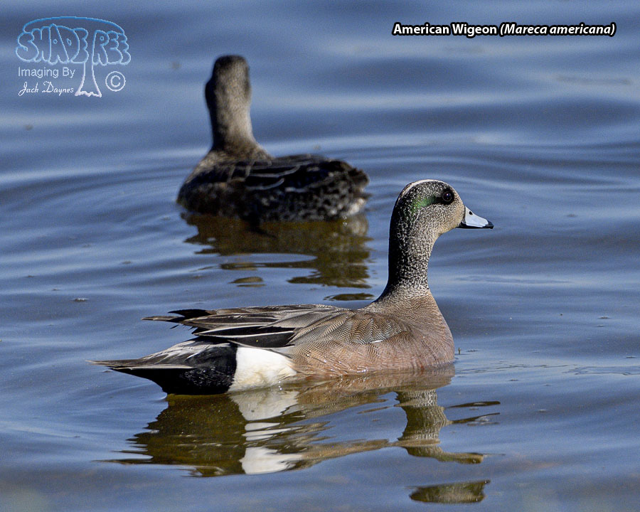 American Wigeon - Mareca americana