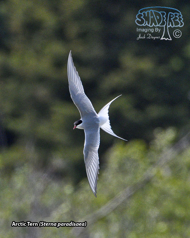 Arctic Tern - Sterna paradisaea