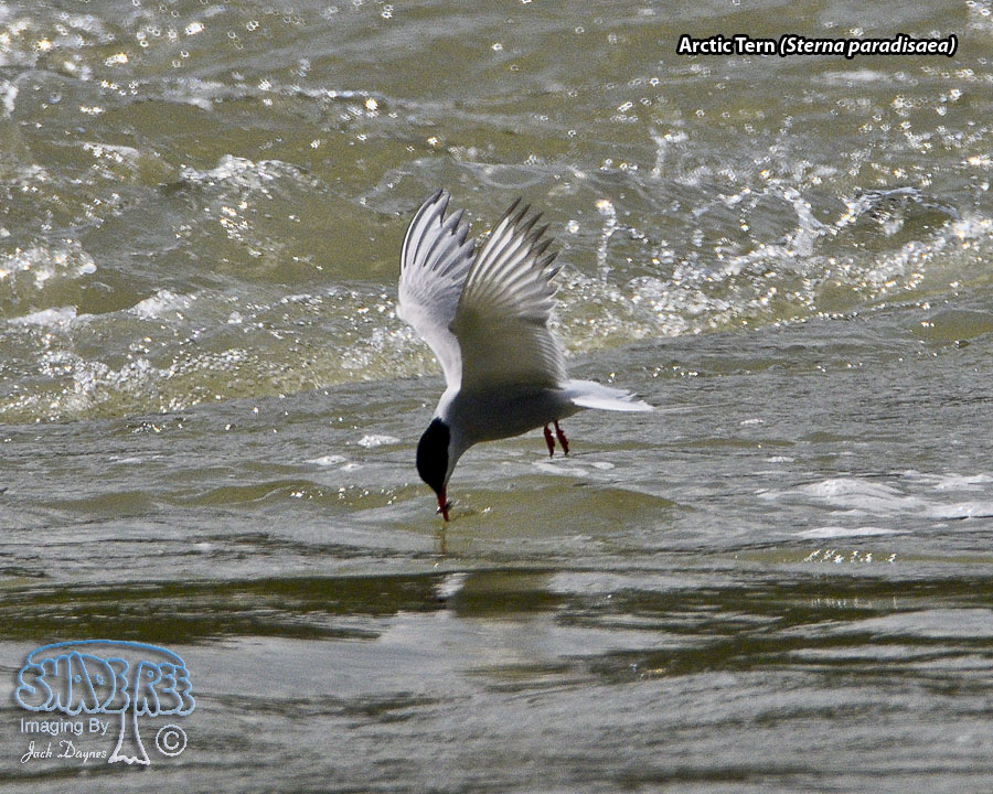 Arctic Tern - Sterna paradisaea
