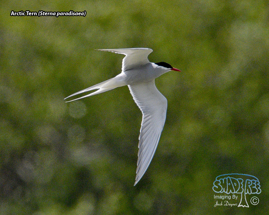 Arctic Tern - Sterna paradisaea