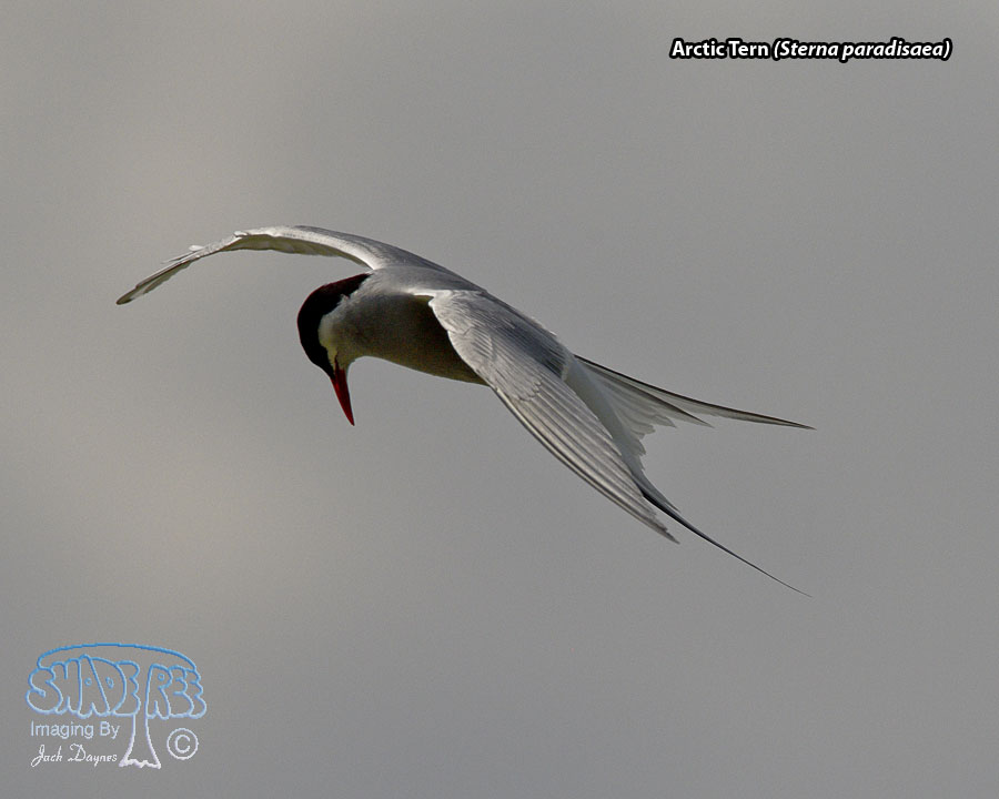 Arctic Tern - Sterna paradisaea