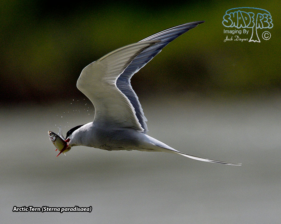 Arctic Tern - Sterna paradisaea