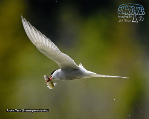 2022-06-18 Friday & Saturday’s Arctic Terns